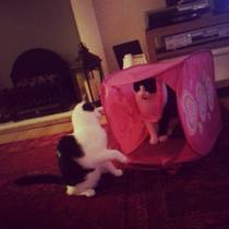 To think I'm not an evil cat murdering psycho