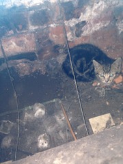 Help! The kittens have disappeared!!!