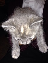 Kitten name