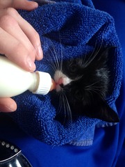 Another dumped kitten.