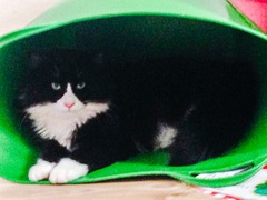 Help! The kittens have disappeared!!!