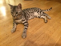 Stunning grey Bengal cat lost in GU1 area