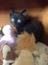 Neighbours kittens