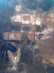 Help! The kittens have disappeared!!!
