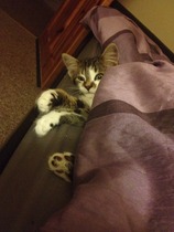 Odin, my new kitten