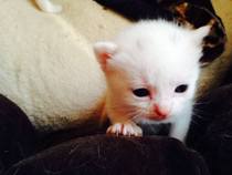 what's making my new kitten itch? (not fleas)