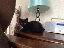 Neighbours kittens