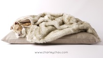 Dog bed for two Springers