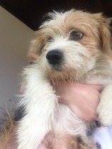 Where did you get your dog from?