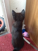 Neighbours kittens