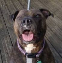 Anyone adopted an adult staffie from a rescue?