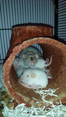 To have told my children that whilst cleaning the pit they call a bedroom I found