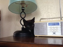 Neighbours kittens