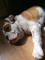 Any puppy owners out there with a toddler too!? Or just crazy me!?