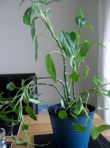 I've rescued a plant- can you help identify it, please ? Photos included