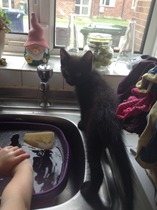 Neighbours kittens