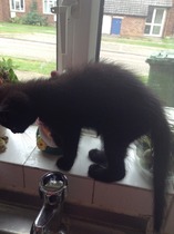 Neighbours kittens