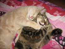 D'ya ever wonder... [enter witty phase here]