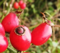 Rose hip and chilli spread - healthy treat needs testing!