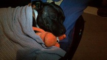 Anyone adopted an adult staffie from a rescue?