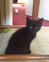 Neighbours kittens