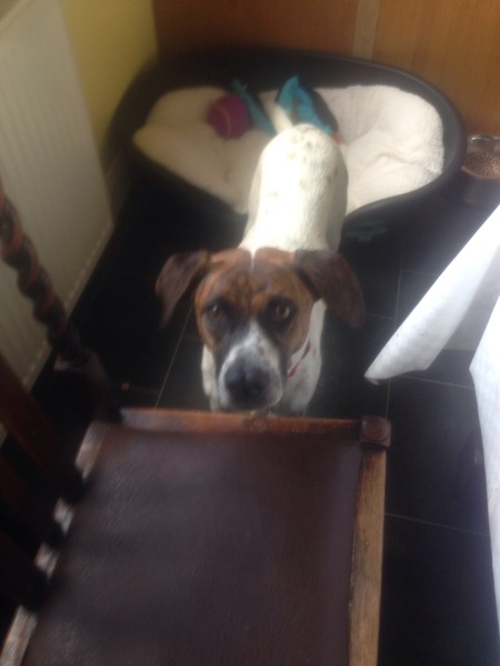 Reserved a rescue dog, now the doubts are creeping in...