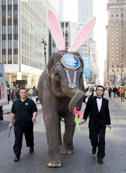 I want to post pictures of Hullygully in bunny ears and I caaaaaaan't