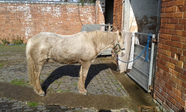 Sick horse - bugger