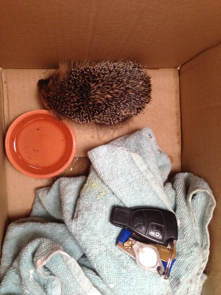 AIBU to feed our local hedgehog visitor?