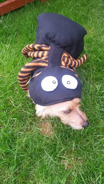 To think that trick or treating is basically begging?