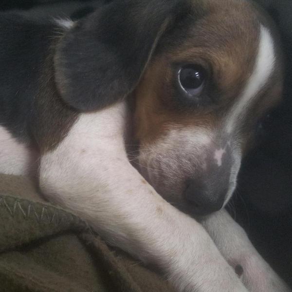 To take the puppy and go to bed?