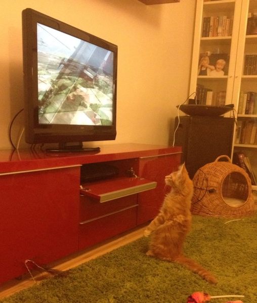 Can your cat recognise things like birds on the TV?