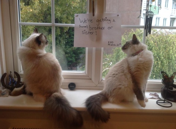 March Mummies 2015 - to second tri and beyond we go, bumps appearing and sickness (hopefully) disappearing