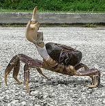 The Brave Babes Battle Bus - Kicking The Wicked Wine Witch Where It Hurts! Mwahahahahahahaha!