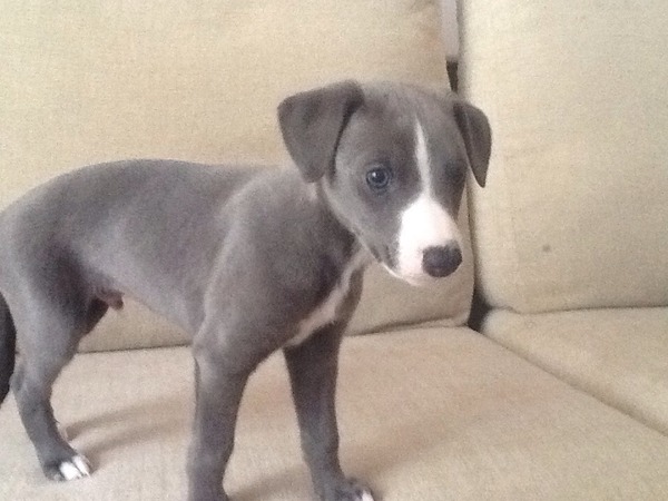 Buying a whippet puppy...
