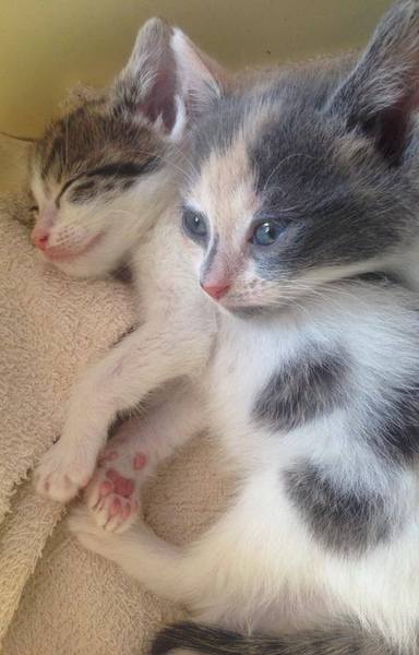 hand raised rescue babies