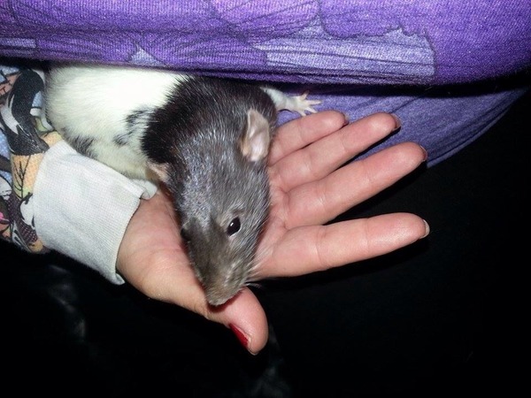 Euthanising untame rats?