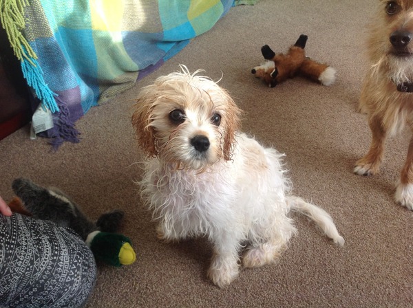 Any soon-to-be puppy mummies?