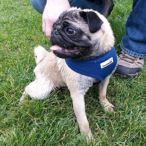 My dog is a Fucking Twatface.