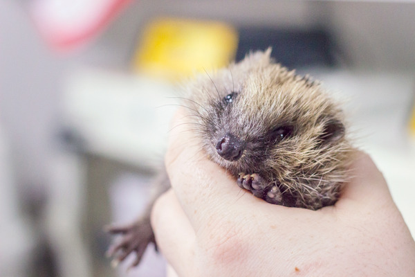 AIBU to feed our local hedgehog visitor?