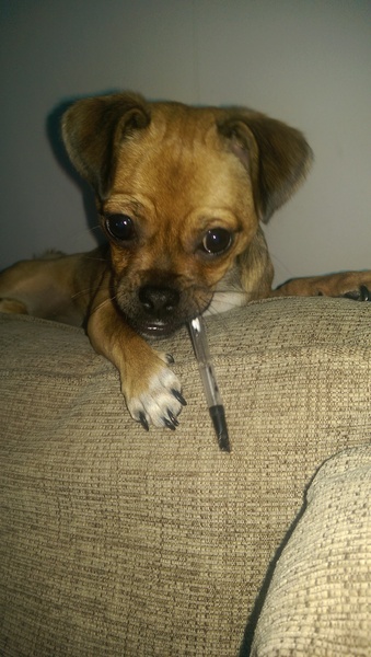 THNKING ABOUT GETTING A PUG.... advice please.