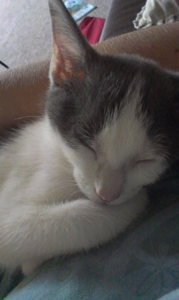 My kitten is obsessed with me...