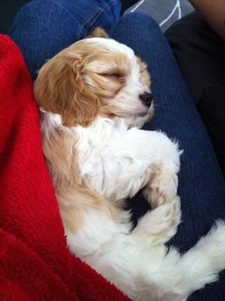 I need a name for a cute puppy.  Come see the photo.