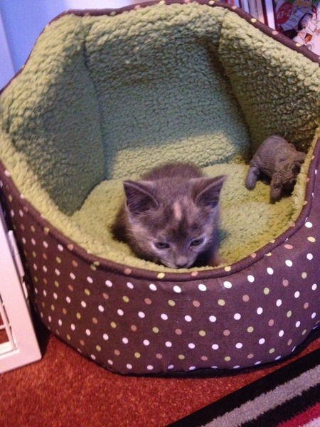 I've been to collect our new kitten