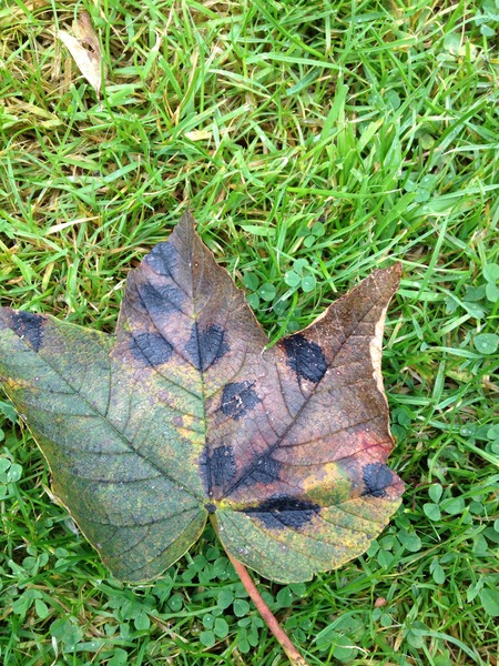 What's wrong with my sycamore tree?
