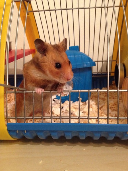 To get a hamster?