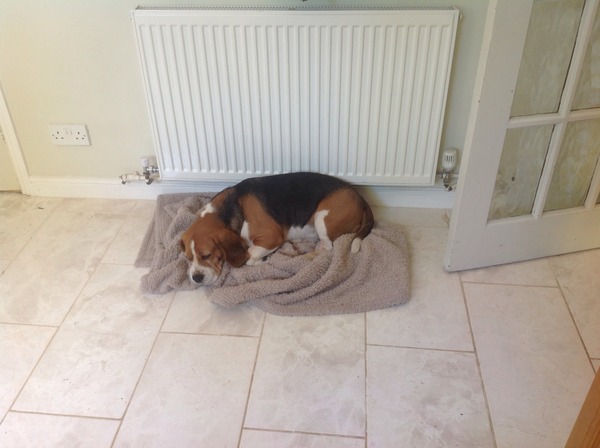 Time for another rescue hound - but now we've got kids, the chances we'll get one are low!