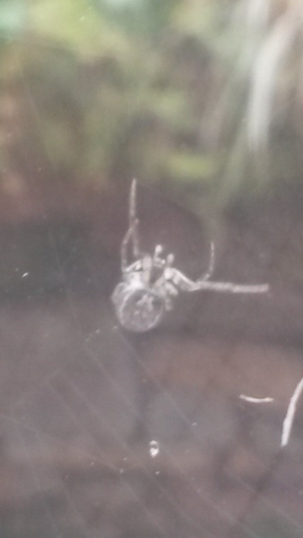 To not kill this spider