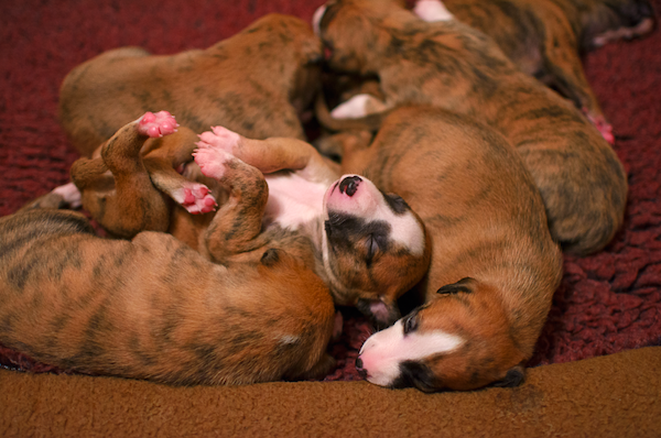 Help - a Lovely but heavily pregnant Lurcher turned up at my door today
