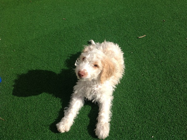To think if your granddaughter runs up to my puppy that he might try to jump on her?